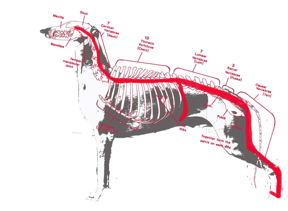 coccygeal vertebrae dog
